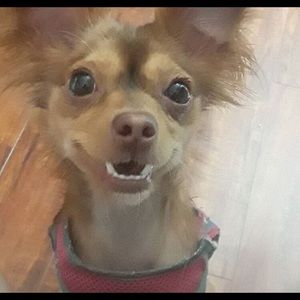 Meet your Posher, Daisy